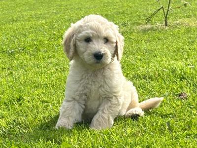 Beautiful Goldendoodle puppies in Mayo