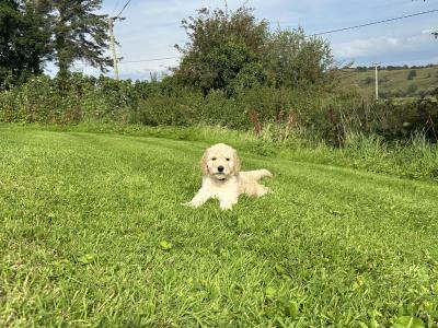 Beautiful Goldendoodle puppies in Mayo