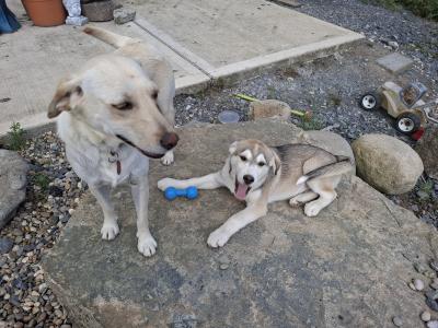Beautiful Labsky LabxHusky pup ready for his forever home.