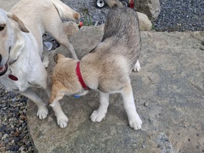 Beautiful Labsky LabxHusky pup ready for his forever home.