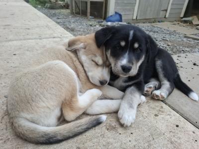 Beautiful Labsky LabxHusky pup ready for his forever home.