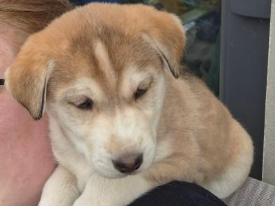 Beautiful male Labrador x Siberian Husky puppy ready for his forever home.