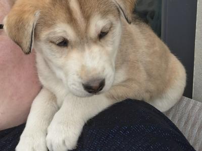 Beautiful Labsky LabxHusky pup ready for his forever home.