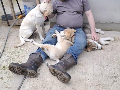 Beautiful Labsky LabxHusky pup ready for his forever home.