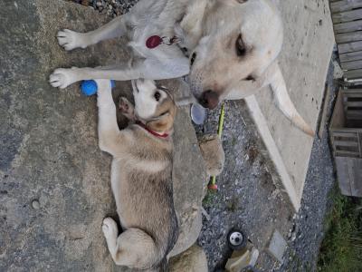 Beautiful Labsky LabxHusky pup ready for his forever home.