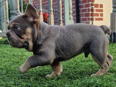 male French Bulldog puppy in Dublin