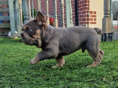 Male French Bulldog