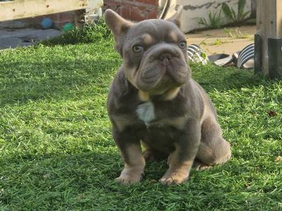 Male French Bulldog