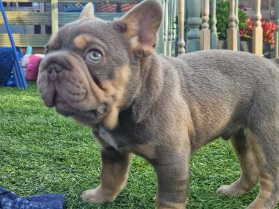 Male French Bulldog