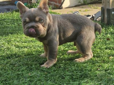 Male French Bulldog