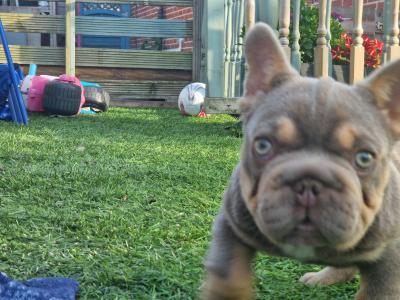 Male French Bulldog