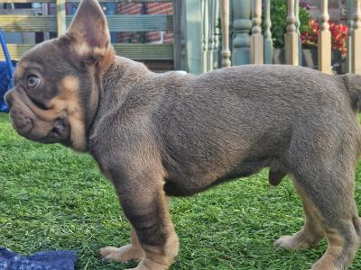 Male French Bulldog