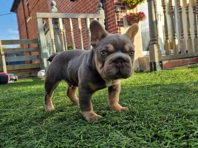 Male French Bulldog