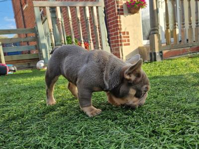 Male French Bulldog