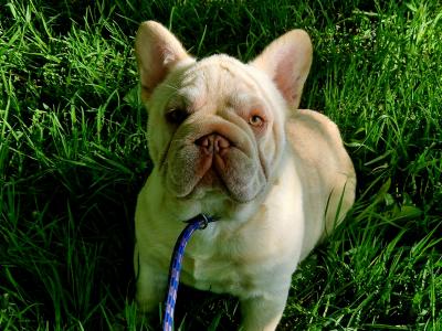 Male French Bulldog