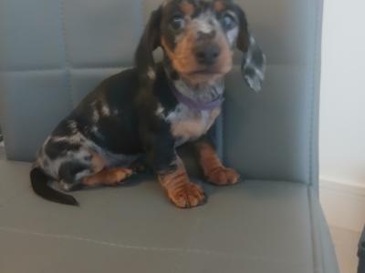 Miniature Dachshunds