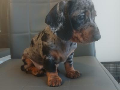 Miniature Dachshunds