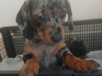 Miniature Dachshunds