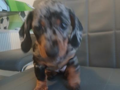 Miniature Dachshunds