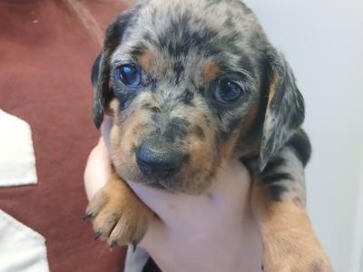 Miniature Dachshunds