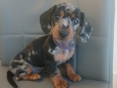Miniature Dachshunds