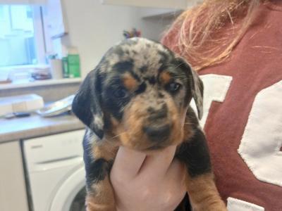 Miniature Dachshunds