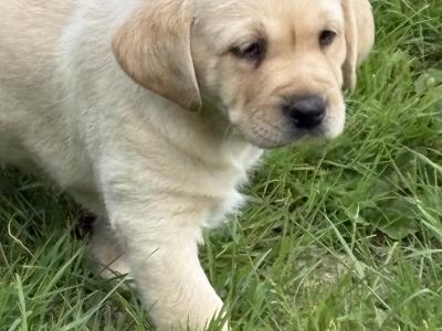 IKC reg Golden Labrador puppies