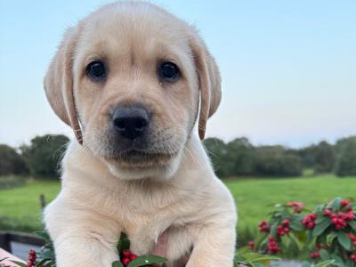 IKC reg Golden Labrador puppies