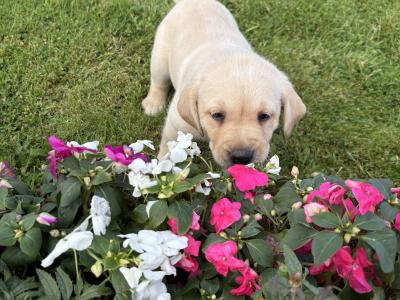 IKC reg Golden Labrador puppies