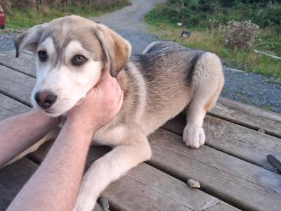 Beautiful male Labrador x Siberian Husky puppy ready for his forever home.