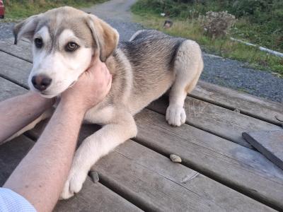 Beautiful Labsky LabxHusky pup ready for his forever home.