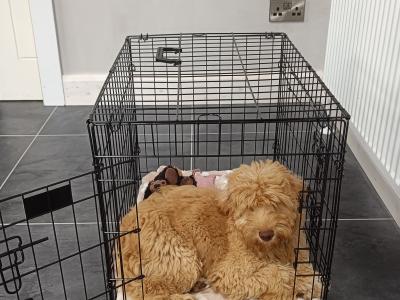 Australian Labradoodle