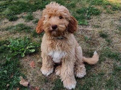 Australian Labradoodle