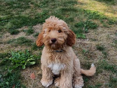 Australian Labradoodle