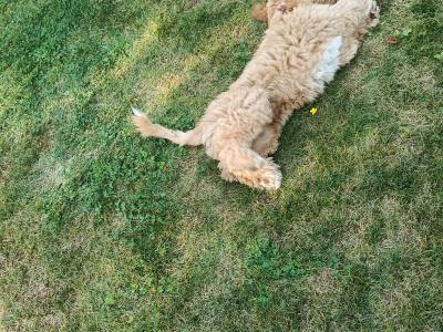 Australian Labradoodle