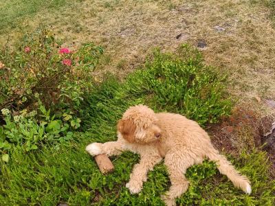 Australian Labradoodle