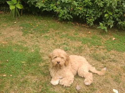 Australian Labradoodle
