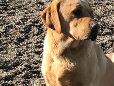 IKC reg Golden Labrador puppies