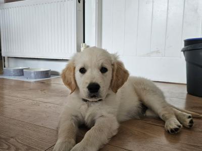 Beautiful Golden Retriever Puppies