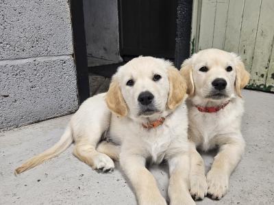 Beautiful Golden Retriever Puppies