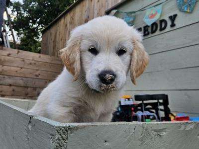 Beautiful Golden Retriever Puppies