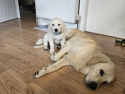 Beautiful Golden Retriever Puppies