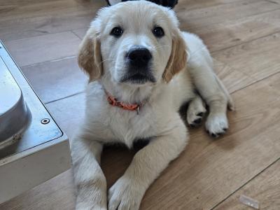 Beautiful Golden Retriever Puppies