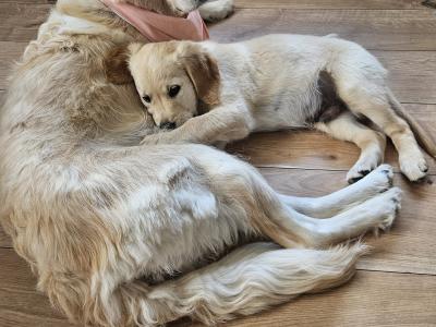 Beautiful Golden Retriever Puppies