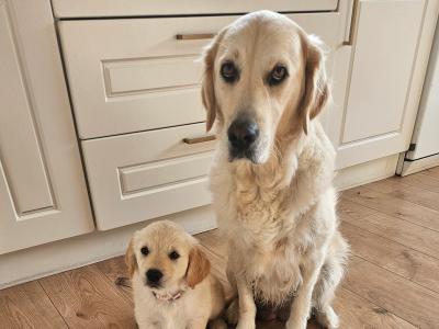 Beautiful Golden Retriever Puppies