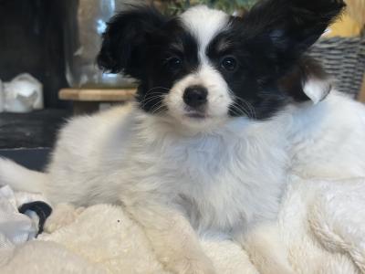 Papillion Puppies