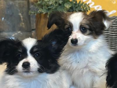 Papillion puppies in Galway