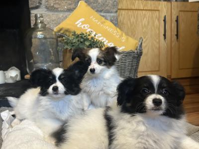 Papillion Puppies