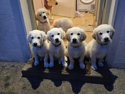 Beautiful Golden Retriever Puppies