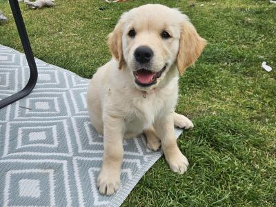 Beautiful Golden Retriever Puppies
